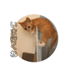 使いやすいウチの猫（個別スタンプ：4）