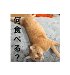 使いやすいウチの猫（個別スタンプ：5）