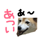 柴犬ちゃんの可愛いスタンプです（個別スタンプ：4）