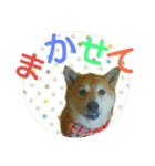 柴犬 くるみちゃん 12（個別スタンプ：9）