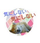 柴犬 くるみちゃん 12（個別スタンプ：40）