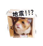 愉快なごぉるでんはむすたぁず☆（個別スタンプ：30）