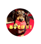 愛犬ナッツの日常3（個別スタンプ：16）