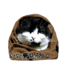 ねこのたかお（個別スタンプ：1）