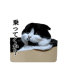 ねこのたかお（個別スタンプ：2）