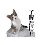 ねこ写真スタンプ DINO＆MITO PICTURES 2（個別スタンプ：31）