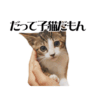 ねこ写真スタンプ DINO＆MITO PICTURES 2（個別スタンプ：32）