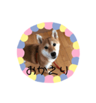 柴犬すたんぷ（個別スタンプ：3）