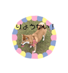 柴犬すたんぷ（個別スタンプ：6）