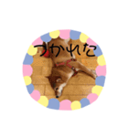 柴犬すたんぷ（個別スタンプ：9）