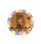 柴犬すたんぷ（個別スタンプ：11）