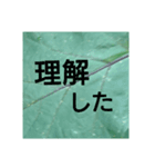 葉っぱからのメッセージ（個別スタンプ：6）