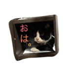 日常で使える猫スタんぷ（個別スタンプ：3）