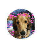 ぽんた  犬（個別スタンプ：7）