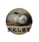 笹かま猫のランカちゃんその②挨拶編（個別スタンプ：10）