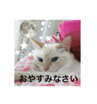 笹かま猫のランカちゃんその②挨拶編（個別スタンプ：18）