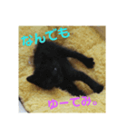 猫のメル 4(＋ 迷い猫)（個別スタンプ：4）