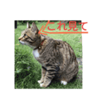 猫のメル 4(＋ 迷い猫)（個別スタンプ：5）