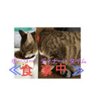 猫のメル 4(＋ 迷い猫)（個別スタンプ：8）