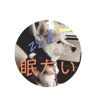 大好き、愛犬（個別スタンプ：3）