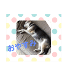 大好き、愛犬（個別スタンプ：7）