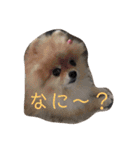 大好き、愛犬（個別スタンプ：9）