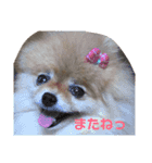 大好き、愛犬（個別スタンプ：10）