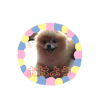 大好き、愛犬（個別スタンプ：11）