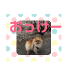 大好き、愛犬（個別スタンプ：13）