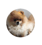 大好き、愛犬（個別スタンプ：15）