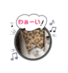 ニャン吉日和（個別スタンプ：16）