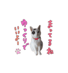 とても毒舌なネコ  猫実写（個別スタンプ：38）