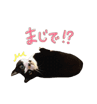 うちのねこずたち②（個別スタンプ：13）