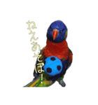 ゴシキセイガイインコのガルちゃん その1（個別スタンプ：5）