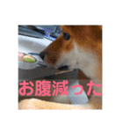 柴犬のげんたろうスタンプ（個別スタンプ：3）