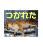 柴犬のげんたろうスタンプ（個別スタンプ：11）