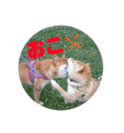 柴犬のげんたろうスタンプ（個別スタンプ：12）