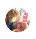 柴犬のげんたろうスタンプ（個別スタンプ：14）