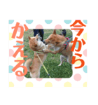 柴犬のげんたろうスタンプ（個別スタンプ：15）