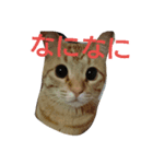 むちゃ可愛い猫たち（個別スタンプ：3）