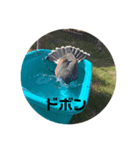 小川動物園2です。よろしくお願い致します（個別スタンプ：15）