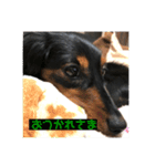 愛犬の挨拶 4（個別スタンプ：8）