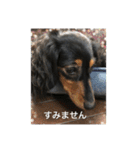 愛犬の挨拶 4（個別スタンプ：9）