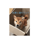 柴犬 ももちゃん（個別スタンプ：7）