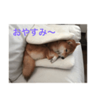 柴犬 ももちゃん（個別スタンプ：8）