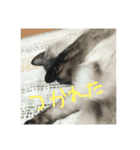 ねこねこ(＾ω＾)（個別スタンプ：6）