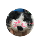 ねこねこ(＾ω＾)（個別スタンプ：7）