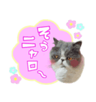 エキゾ姉妹猫すみほの（個別スタンプ：1）