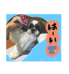 愛犬モモタスタンプ★（個別スタンプ：7）