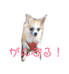 ゴーゴーDOG2（個別スタンプ：16）